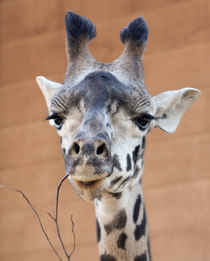 Giraffe eating stem to represent our mission to donate to wildlife charities